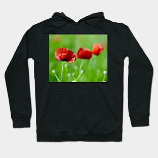 Poppies closeup with selective focus in a field Hoodie